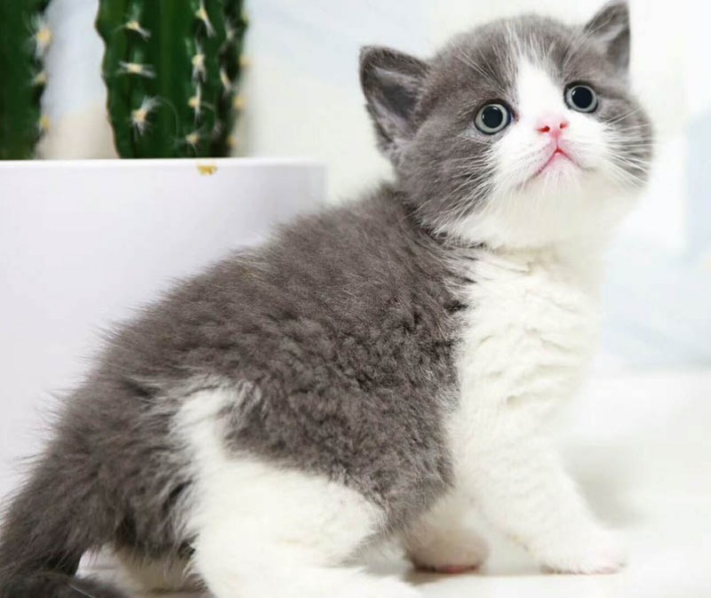 短毛猫价格范围揭秘，一只究竟多少钱？