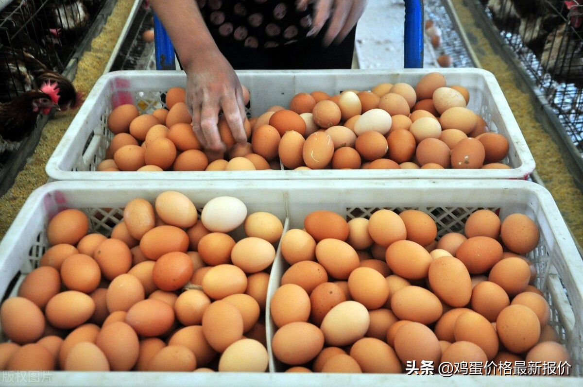 莱阳鸡蛋价格行情分析与预测今日动态