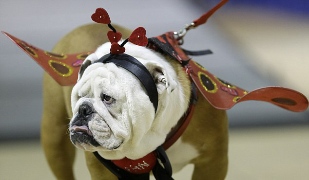斗牛犬比赛全程指南，从初赛到决赛的步骤解析